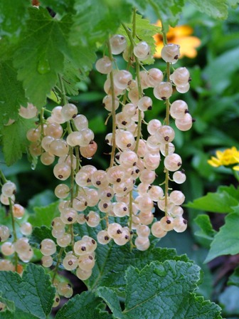 White Currant
