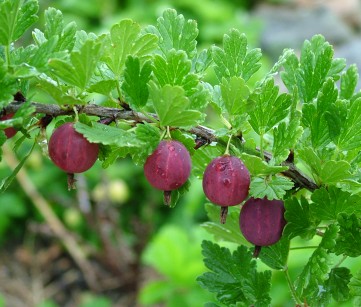 gooseberry-hinnomaki-red-2-july-4-07.JPG