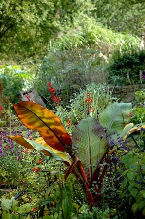 banana-plant-light-in-the-garden-resized.jpg