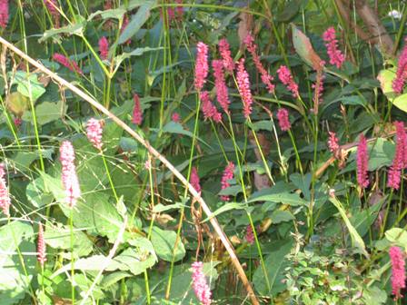 persicaria-resized.jpg