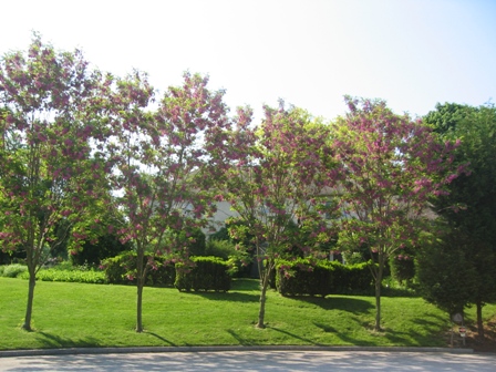 spring-2007-pictures-4-front-robinias-resized.jpg