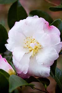 Camellia sasanqua ‘Cleopatra’