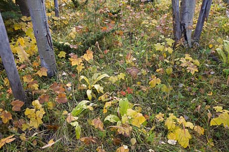 Santa Fe Forest floor