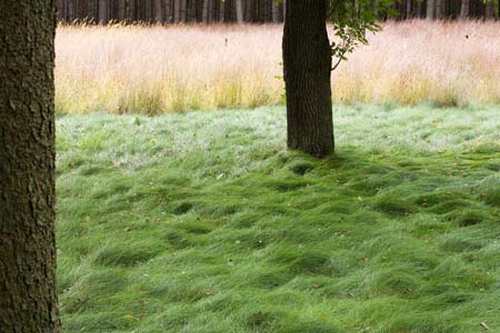 Neil’s No-Mow raked lawn