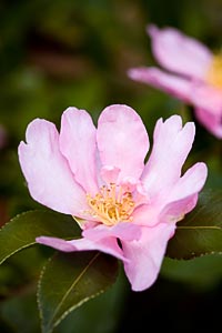 camellia sasanqua real ‘Cleopatra’