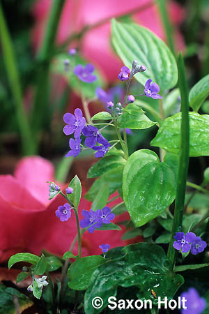 Omphalodes cappadocica(c)