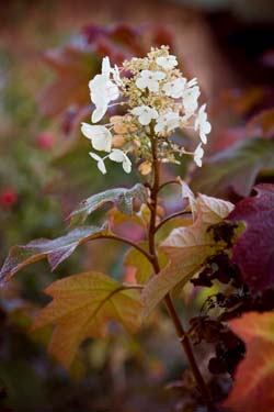 Hygrangea alice bloom