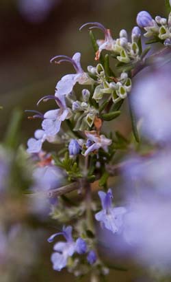rosemary blossom