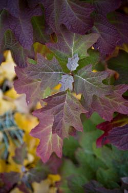 H. ‘alice’ fall foliage