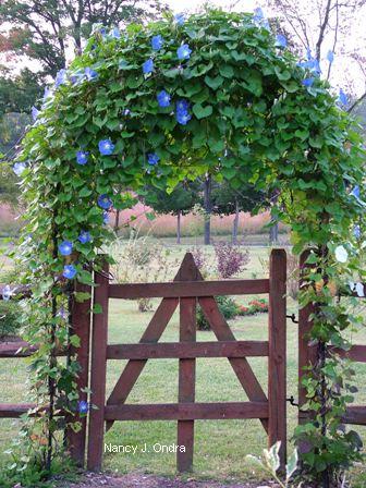 climbing morning glory
