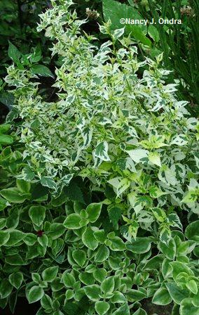 http://www.gardeninggonewild.com/wp-content/uploads/2008/02/caryopteris-snow-fairy-aptenia-crystal-variegata-late-aug-06.jpg