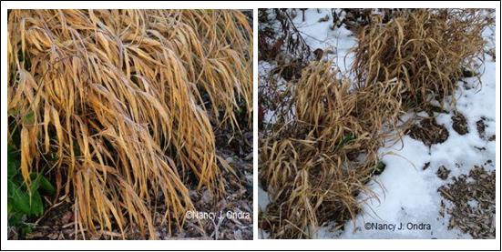 Hakonechloa Nov 06 and Feb 07