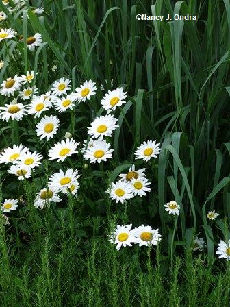 Leucanthemum ‘Becky’ with Panicum ‘Dallas Blues’ and Artemisia abrotanum mid July 05