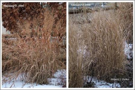 Panicum virgatum ‘Dallas Blues’ and ‘Rotstrahlbusch’ Feb 08