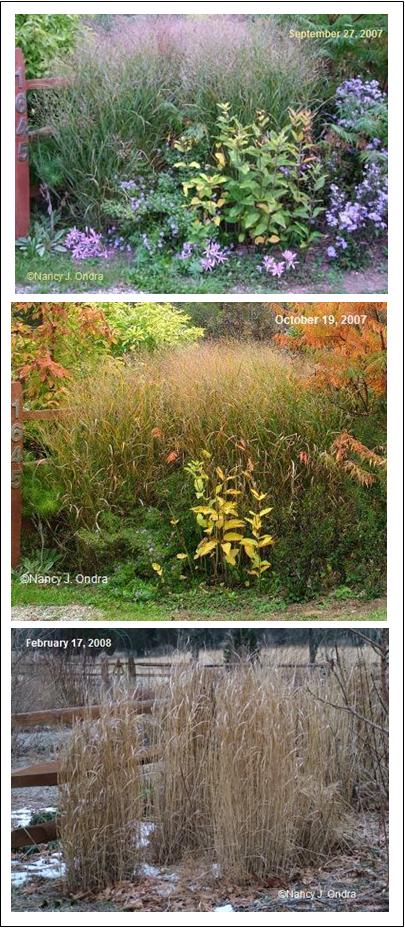 Panicum virgatum Heavy Metal Sept 07 Dec 07 and Feb 08