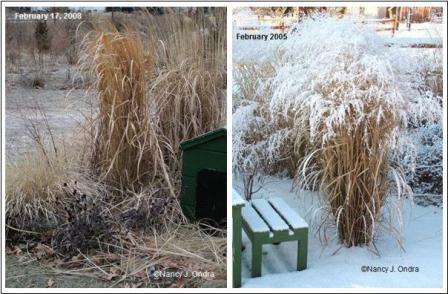 Northwind Grass