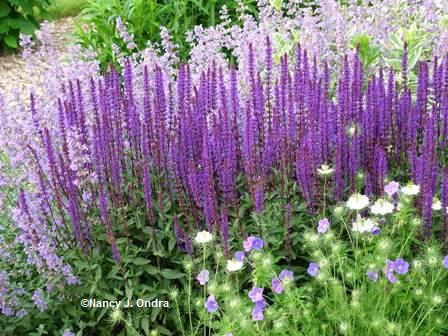 ‘Cramer’s Plum’ nigella with Nepeta and ‘Caradonna’ salvia June 1 06