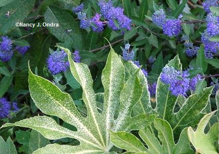 Fatsia ‘Spider’s Web’ with caryopteris seedling mid Sept 05