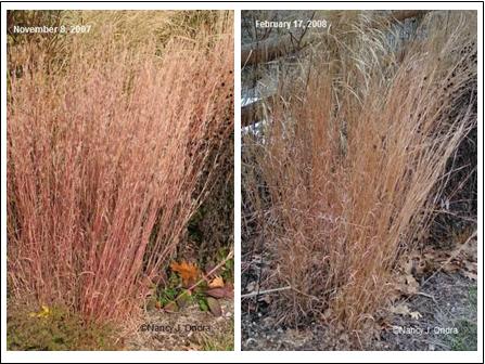 Schizachyrium scoparium The Blues Nov 07 and Feb 08