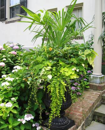 Container Gardening Pictures. container vignettes is one