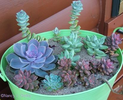 Echeverias and other succulents Sept 21 07