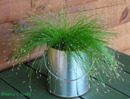 Isolepsis cernuua early August 05