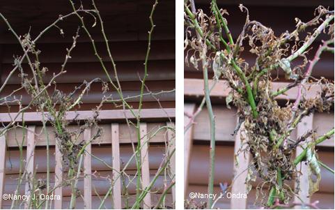 RRD on ‘Ghislaine de Feligonde’ rose March 12 08
