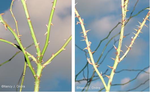 RRD on Rosa eglanteria March 12 08