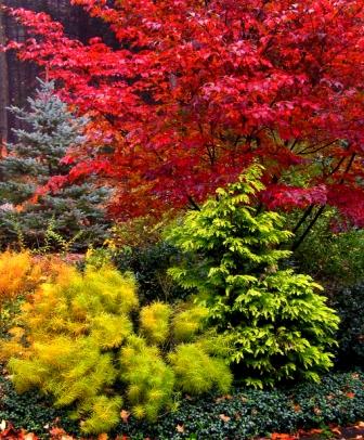 garden yard