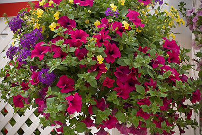 hanging basket