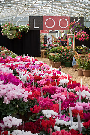 look cyclamen