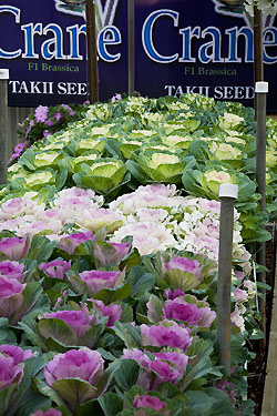 takii kale