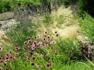 echinacea-and-grasses-chanticleer-708-resized