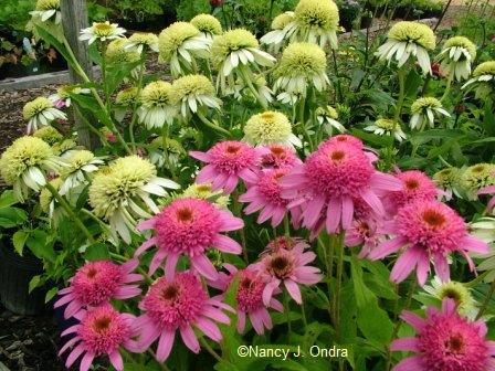 echinacea-pink-double-delight-and-coconut-ice-july-7-08 If you\'re a fan of \'Pink Double Delight\' and \'Coconut Lime\' echinaceas, you\'re probably a gaudy gardener!