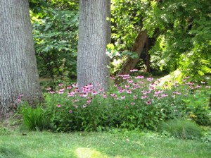 echinaceas-going-towards-woodlandsresized Echinacea in woodland setting at Chanticleer