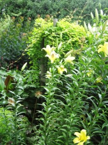 Boogie Woogie Lily with Golden Hops Vine (Humulus)