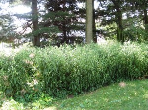 fs-garden-natives-on-72508-chasmanthium-resized Chasmanthium