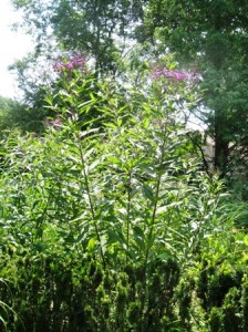 fs-garden-natives-on-72508-vernonia-resized Vernonia noveboracensis-Ironweed