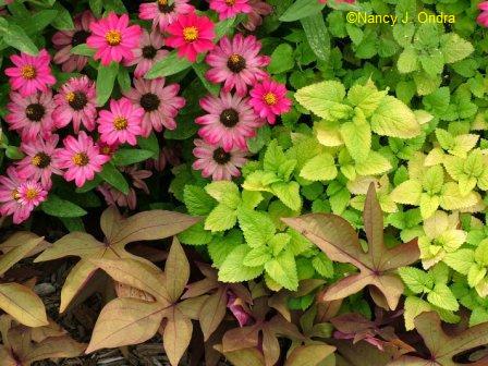 zinnia-pc-melissa-ag-ipomoea-scb-aug-15-07 Oh, gosh, do people *really* put pink and yellow together? They do if they\'re gaudy!