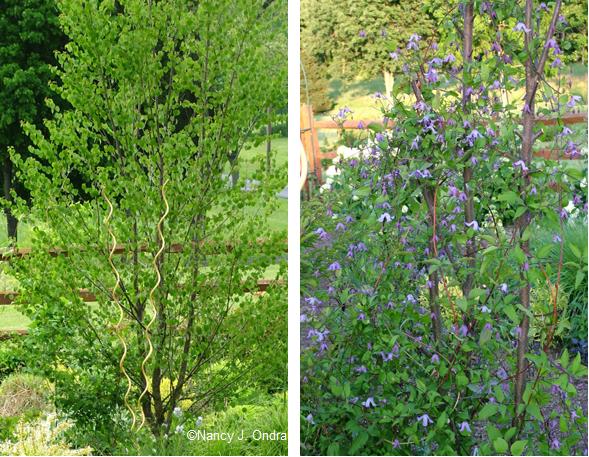 cercidiphyllus-and-clematis-late-may-and-late-june-07