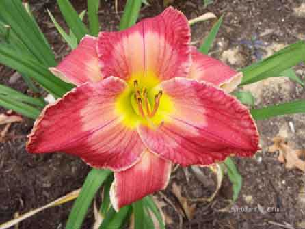 daylily