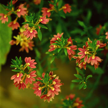 gretta_scaevola1