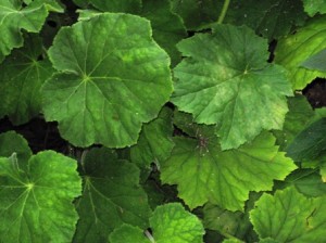 longwood-gardens-heuchera-villosa-resized