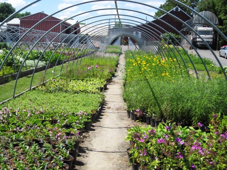 Longview Nursery