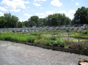 russells-wholesale-nursery-front-row-of-plants-resized