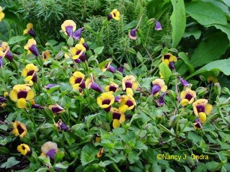 torenia