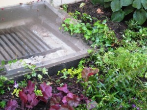 erlbaums-close-up-of-grate-with-ivy-and-geraniums-after-planting-revised