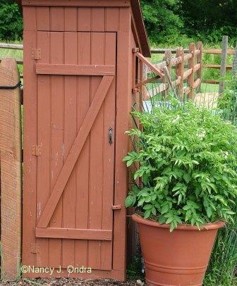potting-shed-with-potted-potatoes-june-22-07