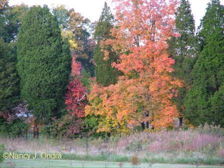 acer-saccharum-oct-12