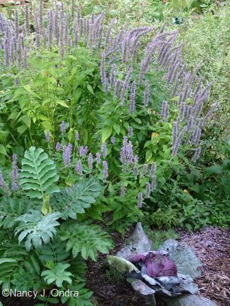 agastache-blue-fortune-melianthus-major-cabbage-ruby-ball-late-aug-06